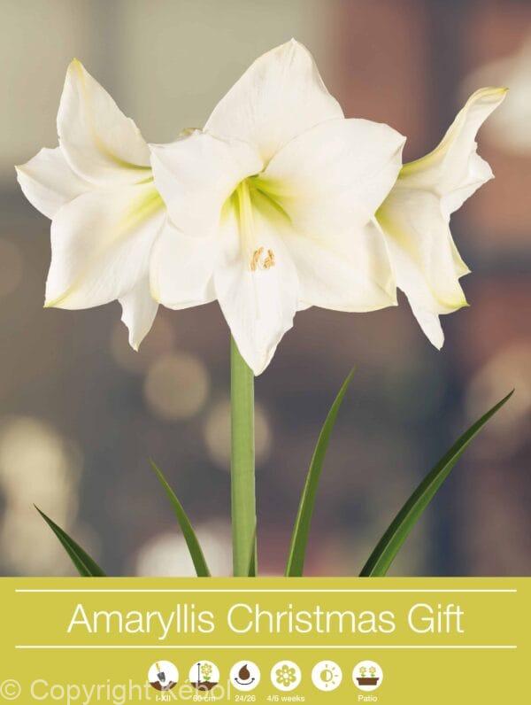 Amaryllis Christmas Gift