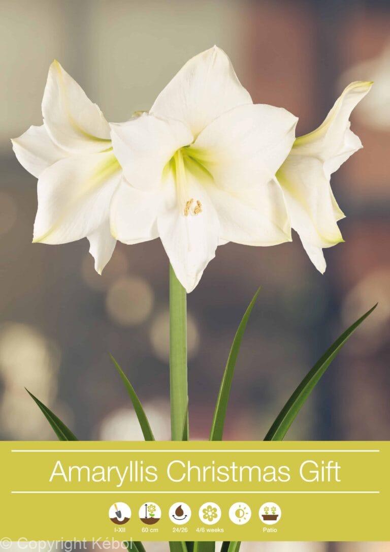 Amaryllis Christmas Gift