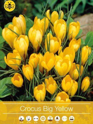 Crocus Big Yellow