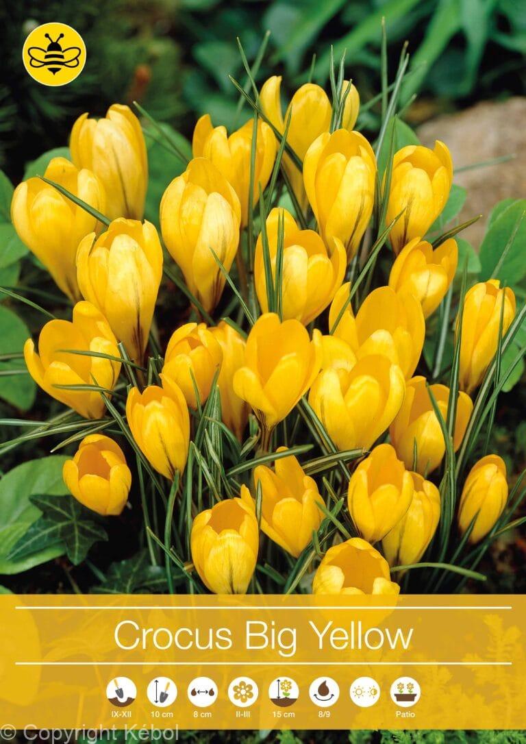 Crocus Big Yellow