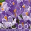 Crocus Blue/White