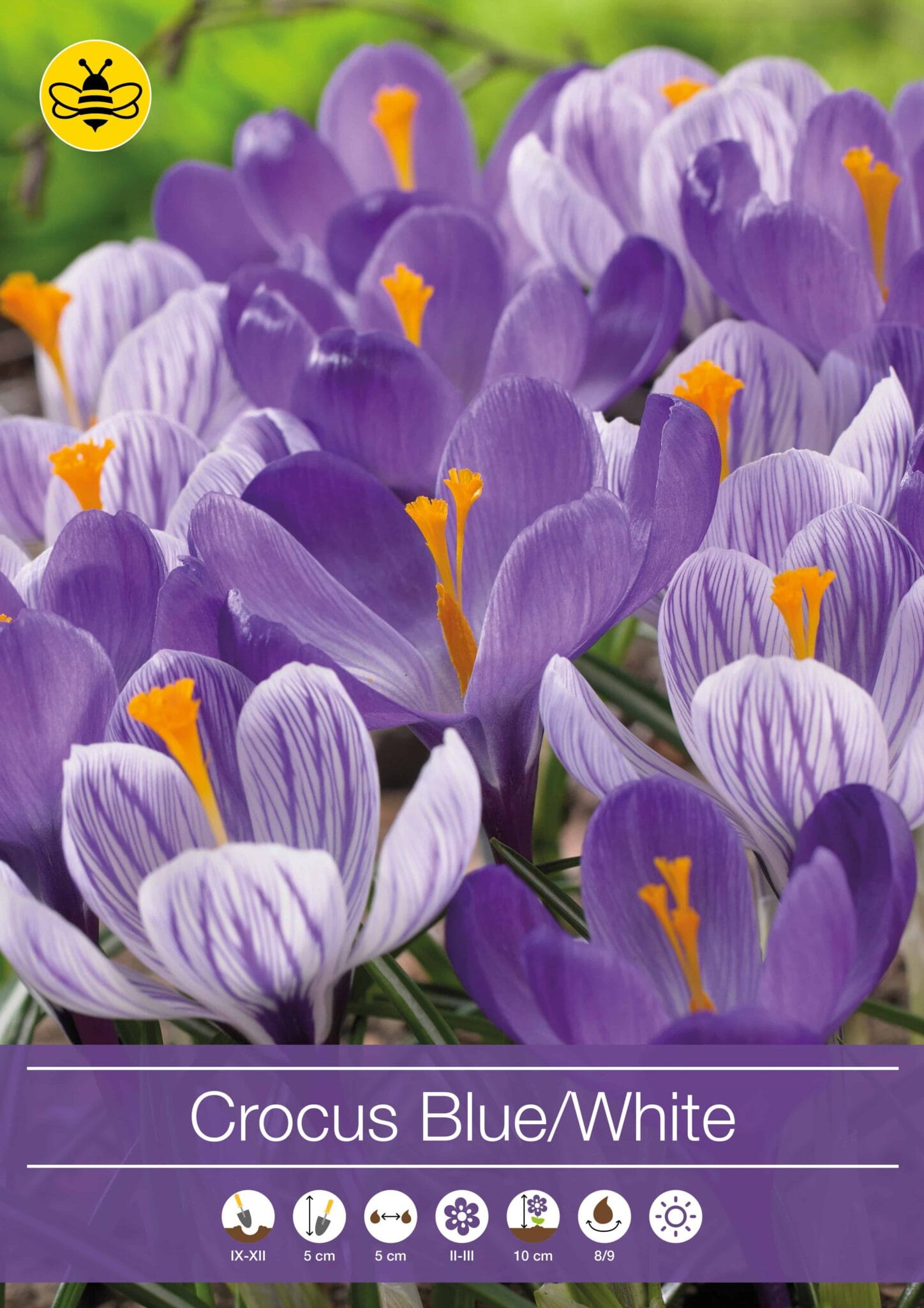 Crocus Blue/White