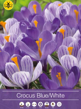 Crocus Blue/White