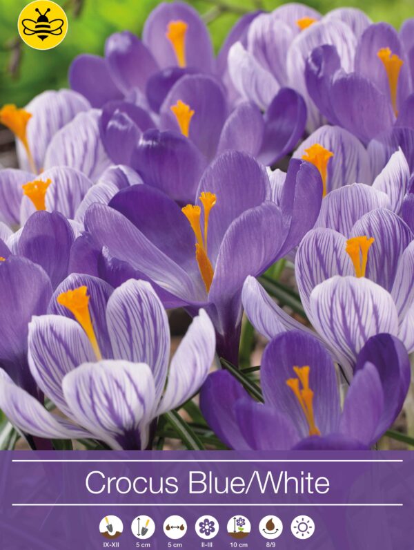 Crocus Blue/White