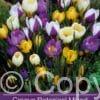 Crocus Botanical Mixed