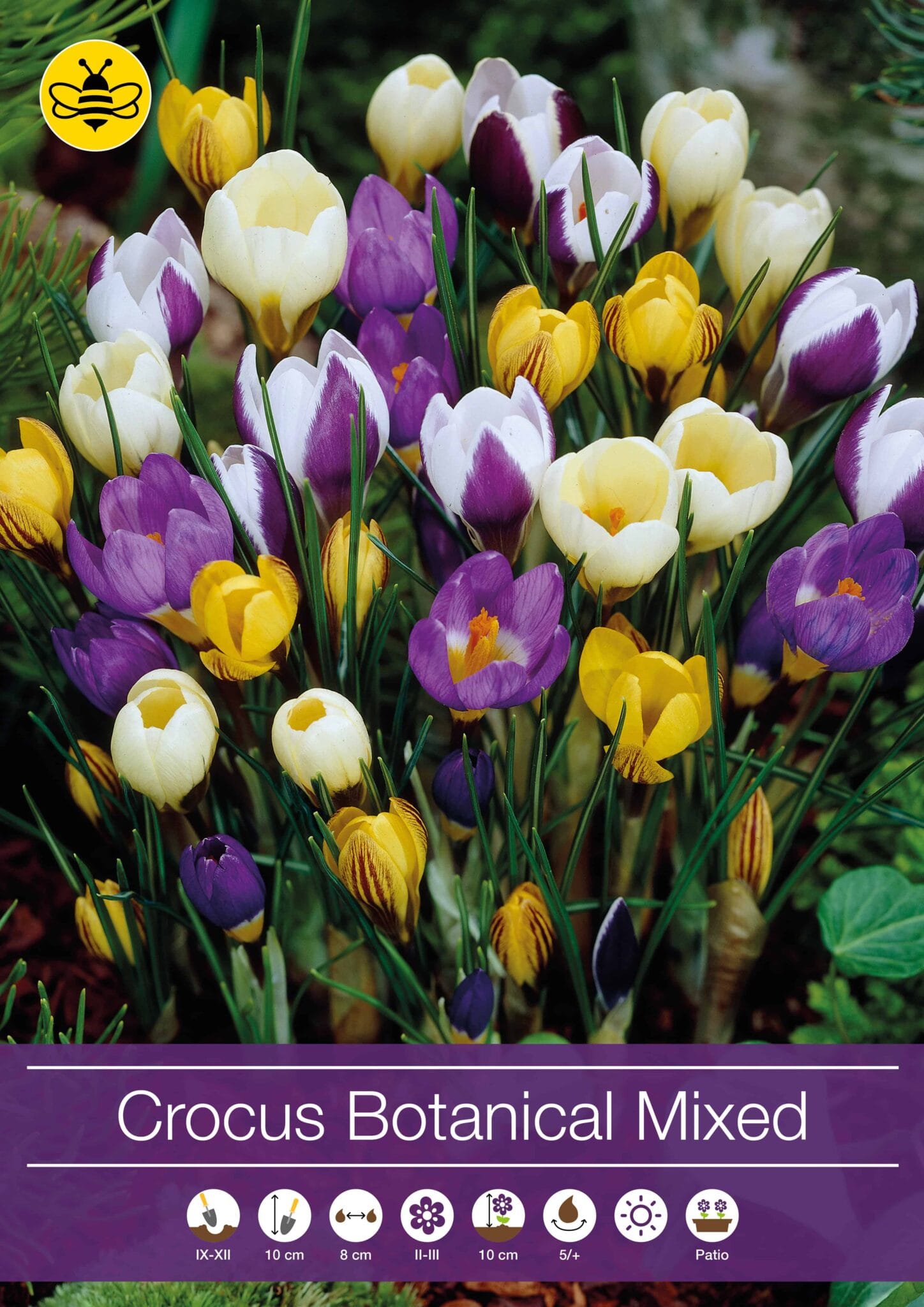 Crocus Botanical Mixed