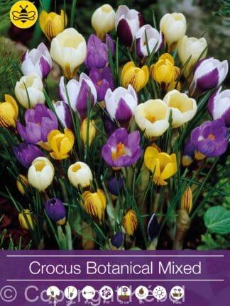 Crocus Botanical Mixed