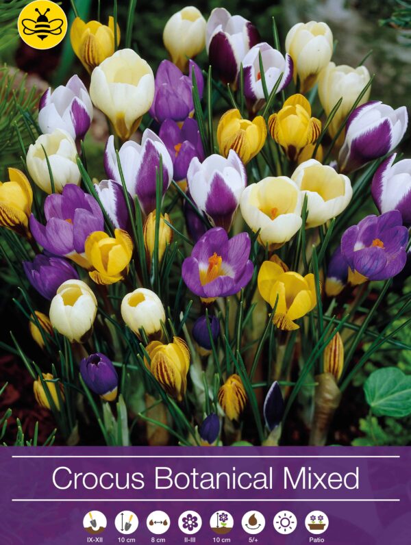 Crocus Botanical Mixed
