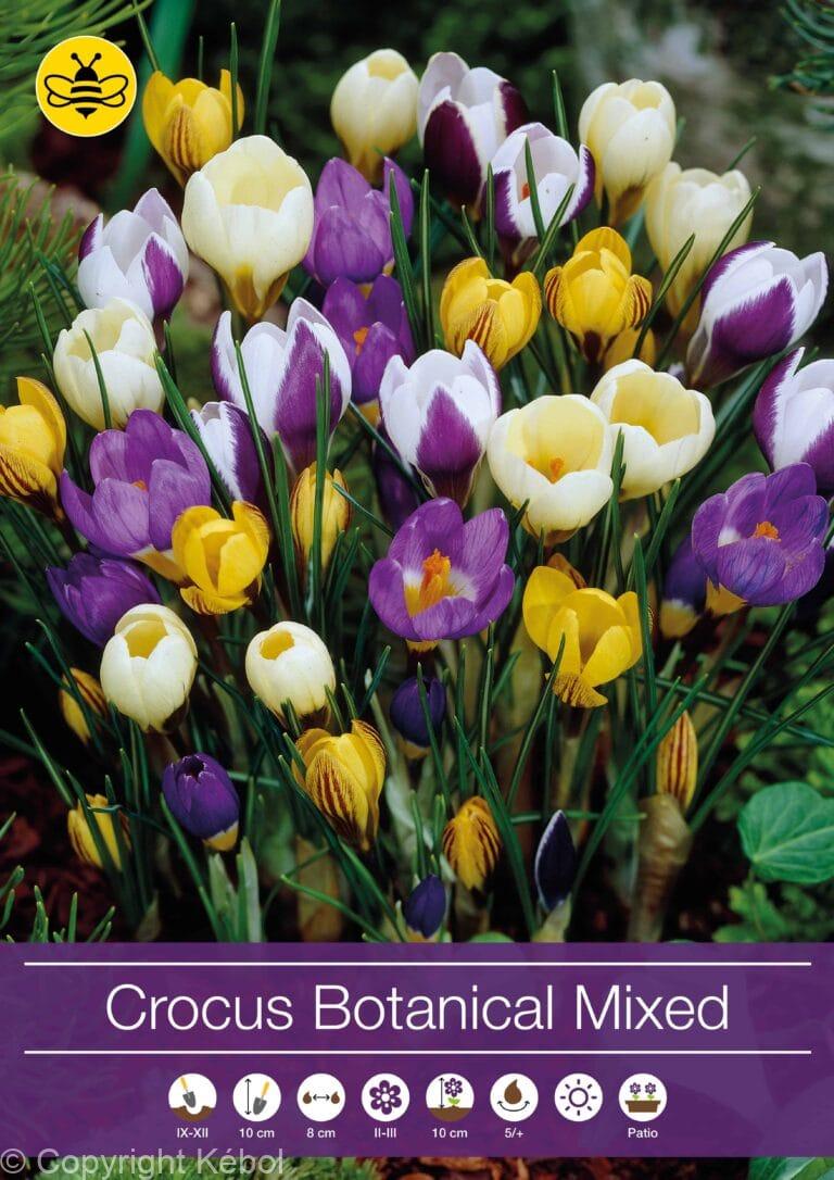 Crocus Botanical Mixed