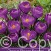 Crocus Flower Record