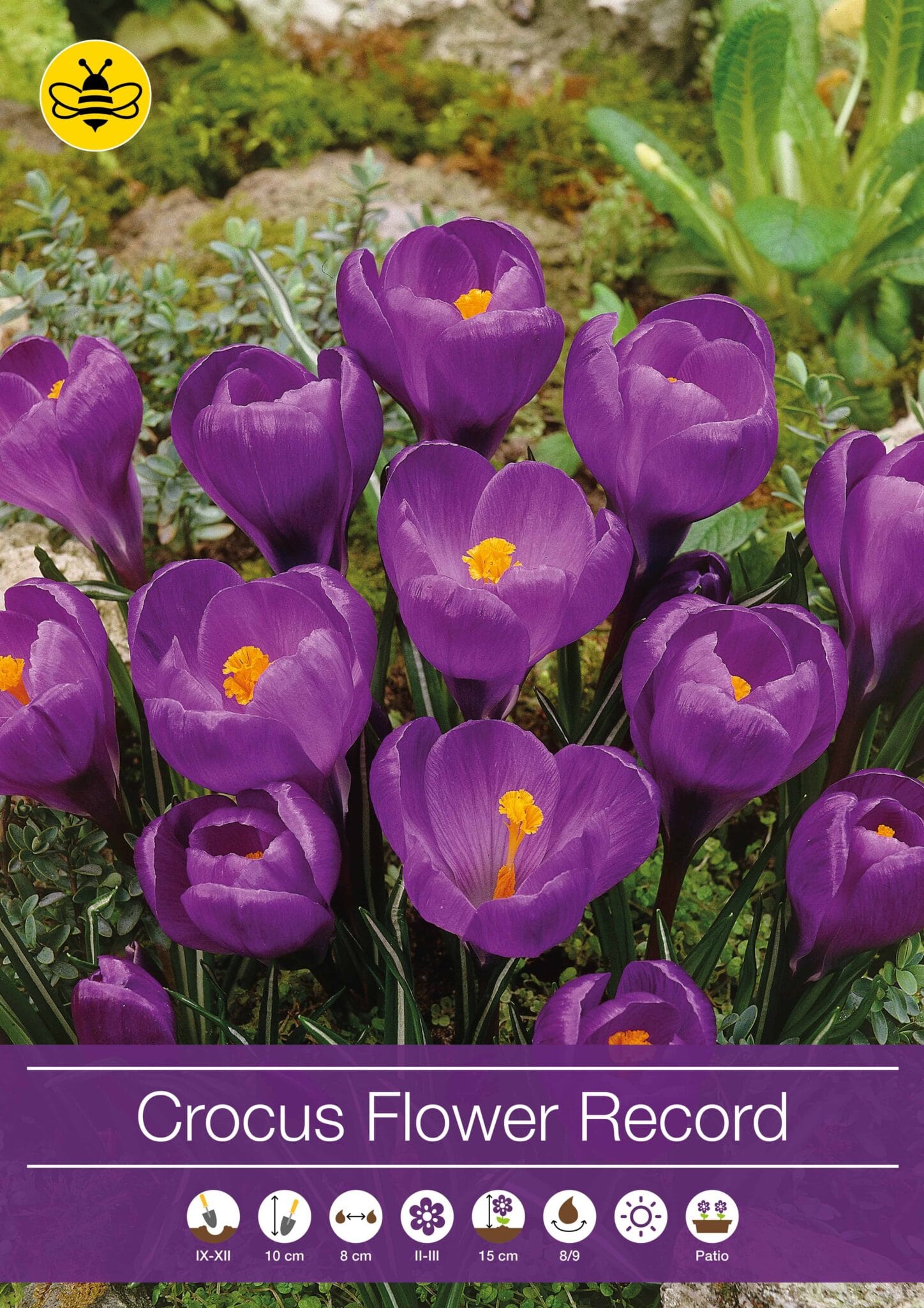 Crocus Flower Record