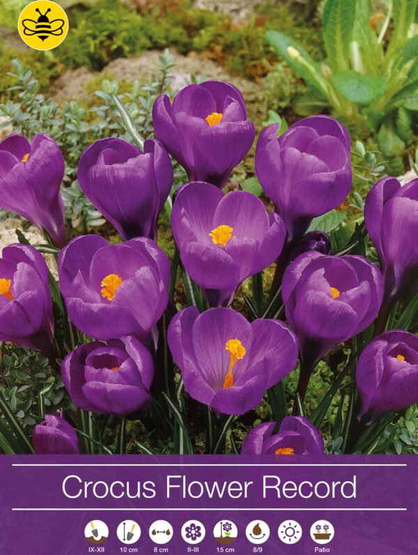 Crocus Flower Record
