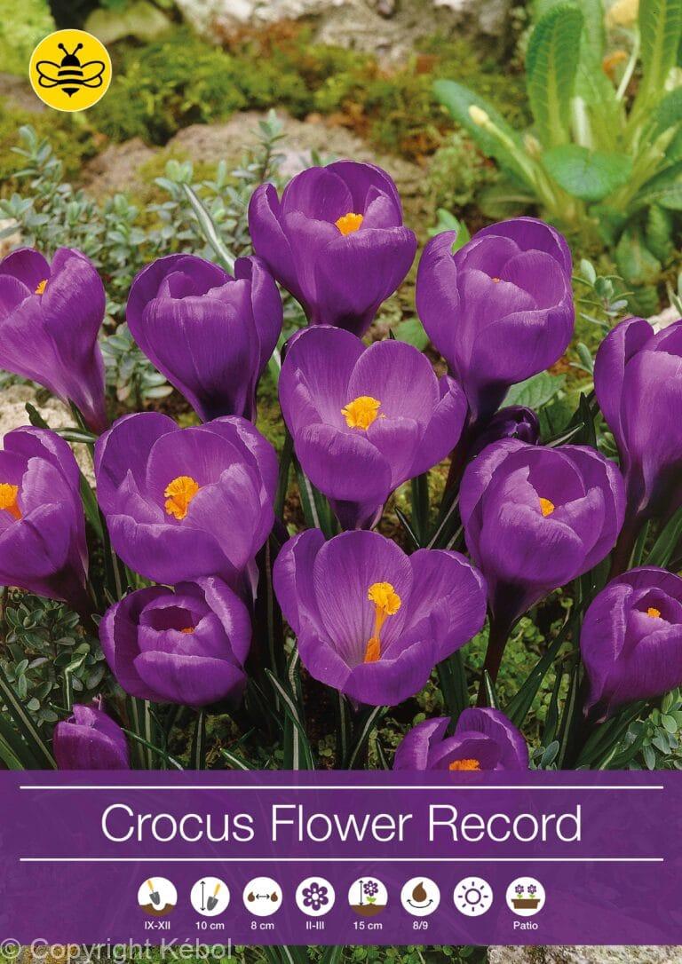 Crocus Flower Record