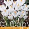 Crocus Jeanne d'Arc