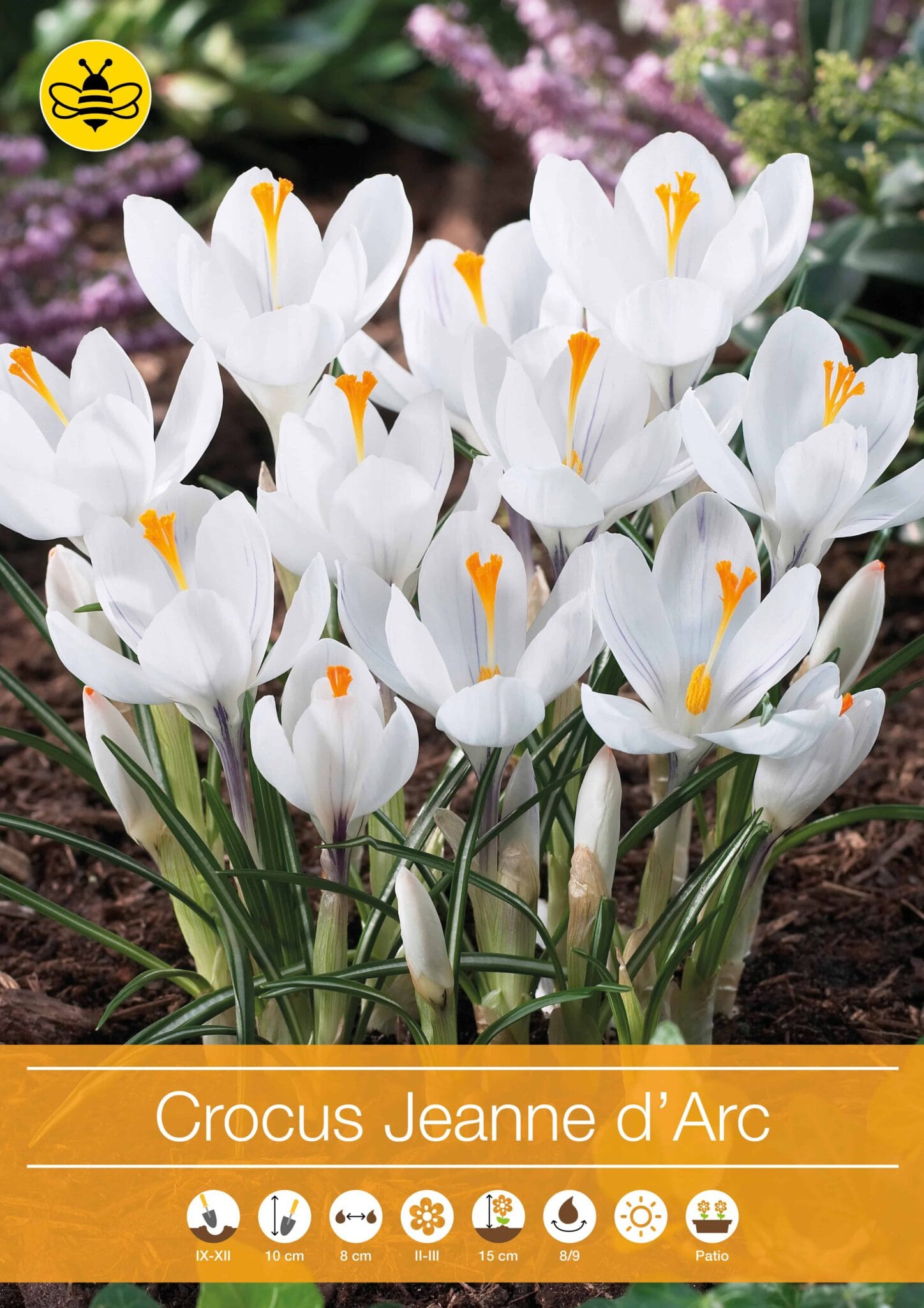 Crocus Jeanne d'Arc