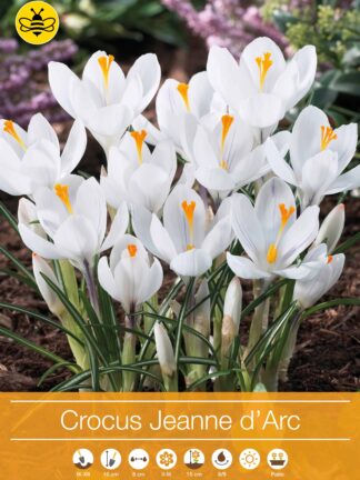 Crocus Jeanne d'Arc