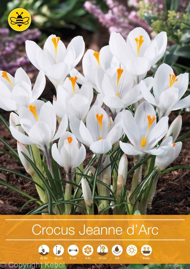 Crocus Jeanne d'Arc