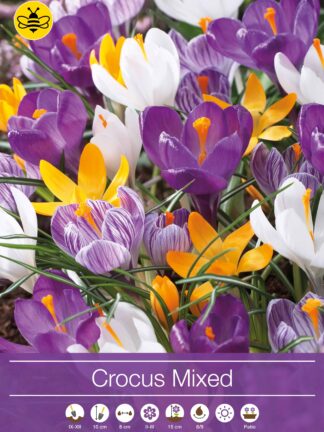 Crocus Mixed