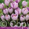 Crocus Pickwick