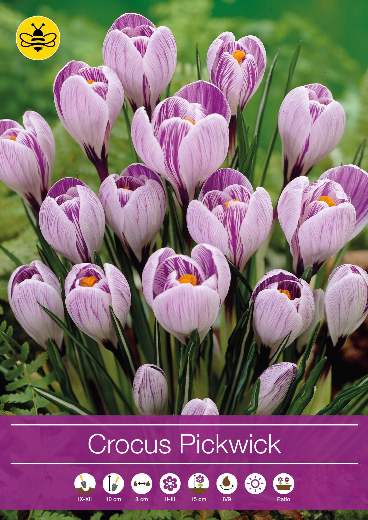 Crocus Pickwick