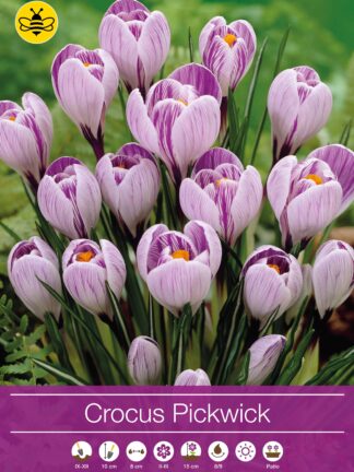 Crocus Pickwick