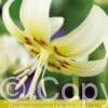 Erythronium White Beauty