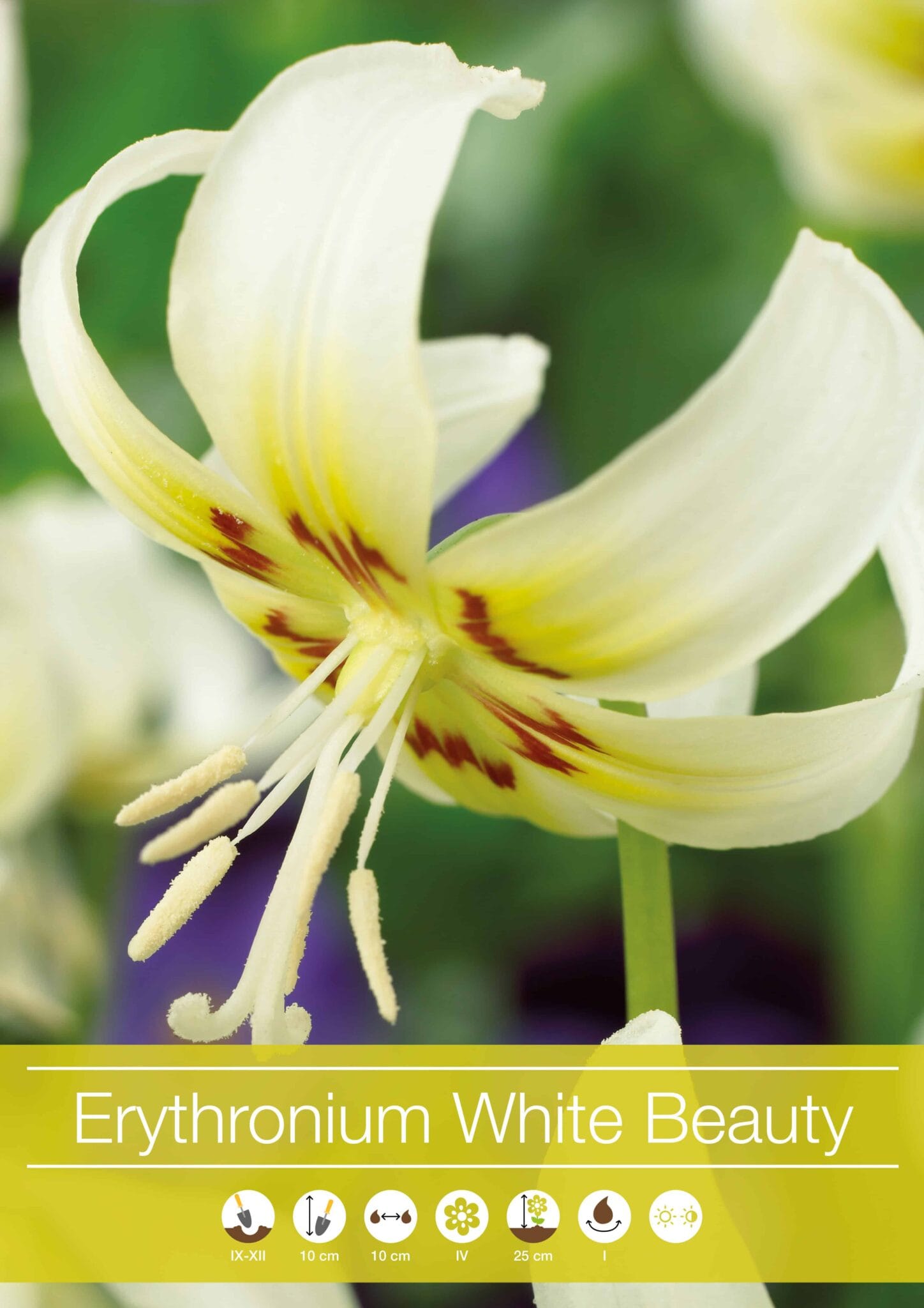 Erythronium White Beauty