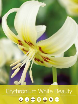Erythronium White Beauty