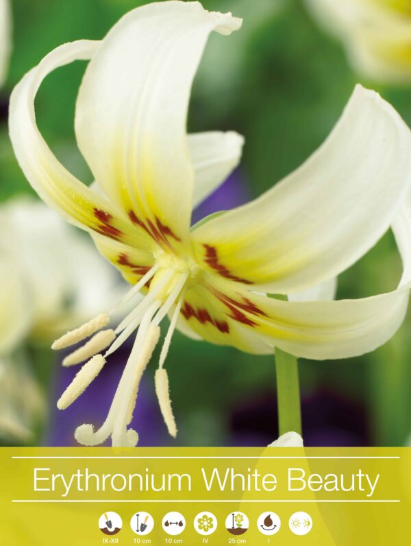 Erythronium White Beauty