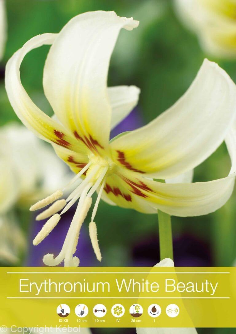 Erythronium White Beauty
