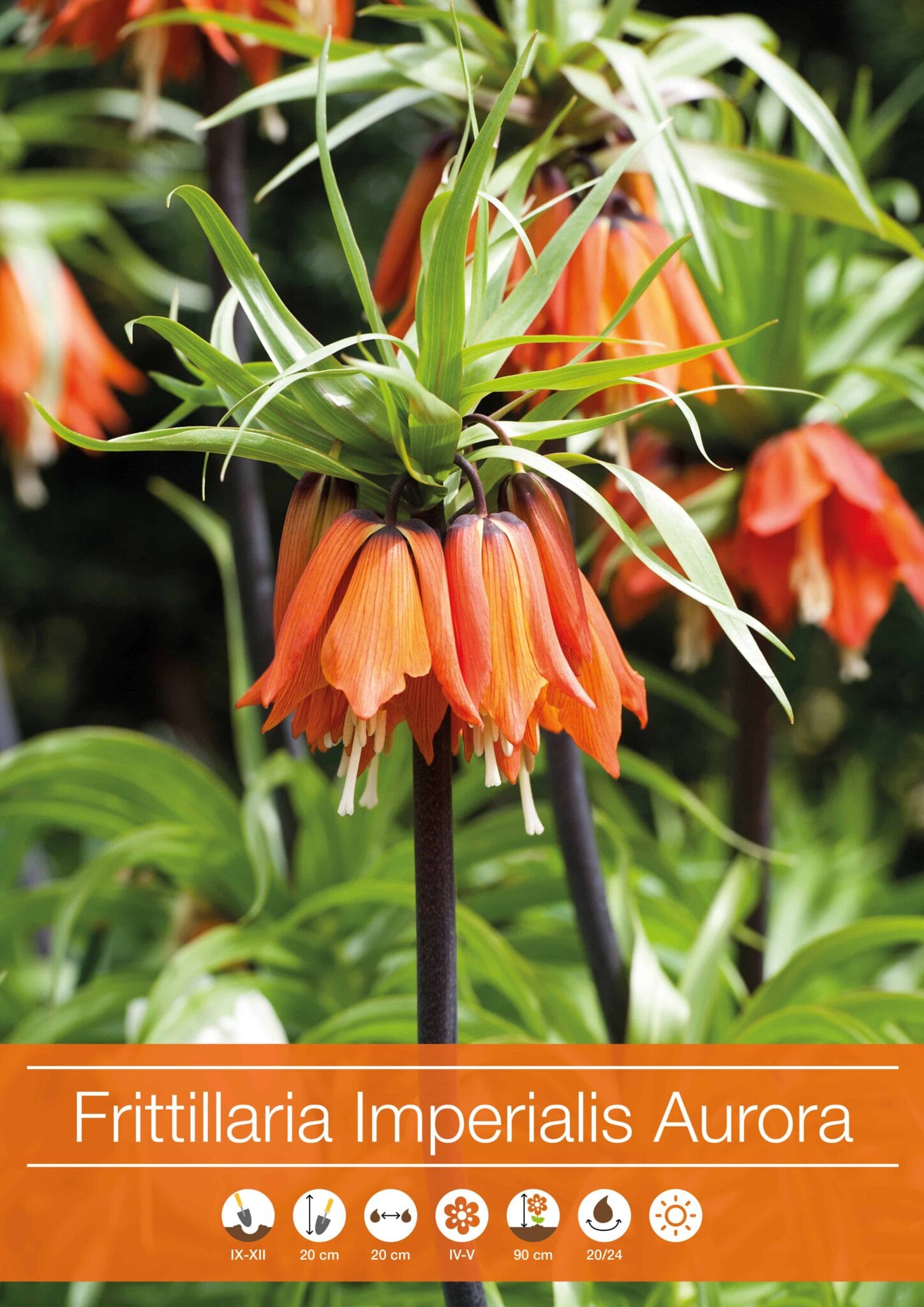 Fritillaria Imperialis Aurora