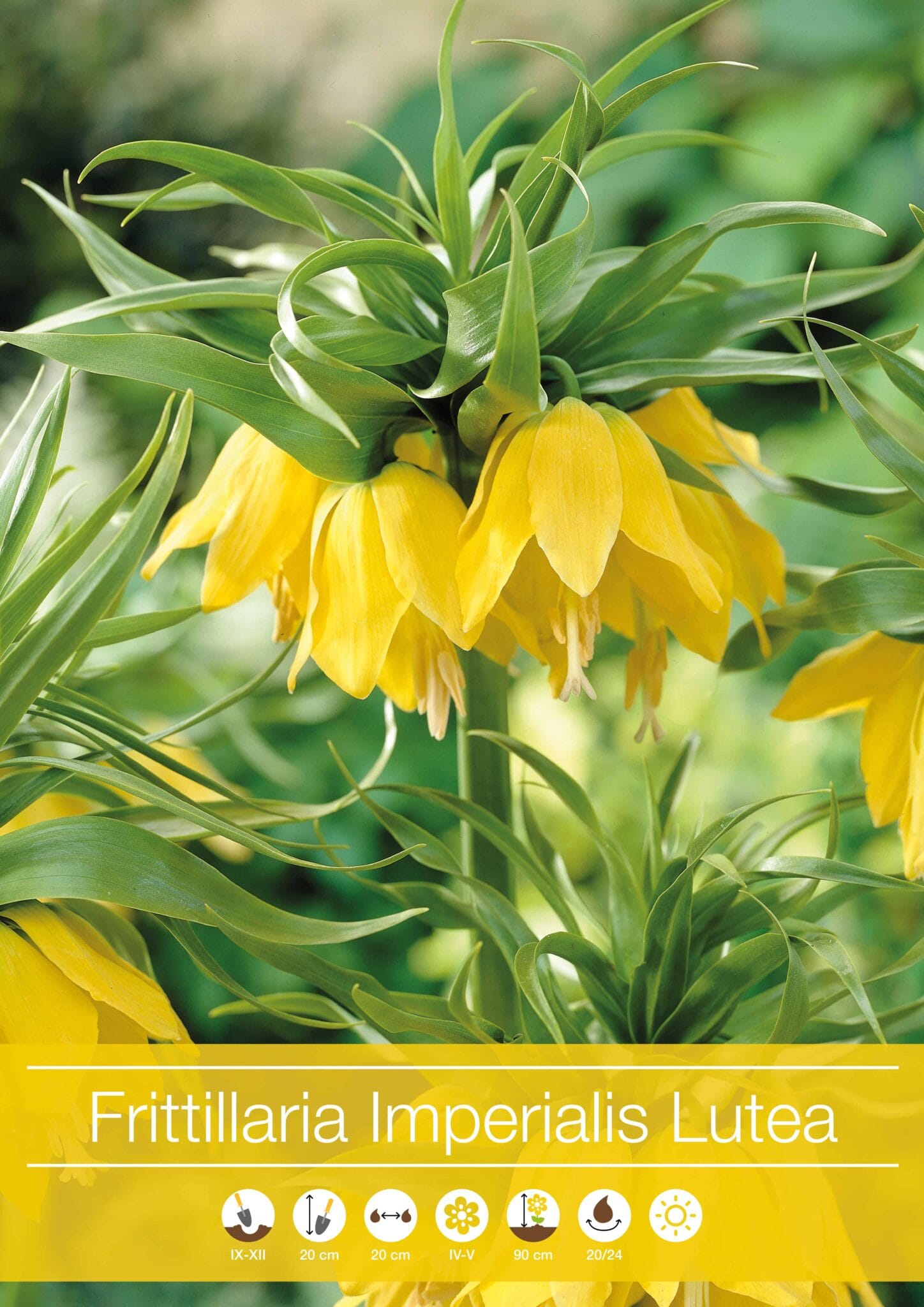 Fritillaria Imperialis Lutea