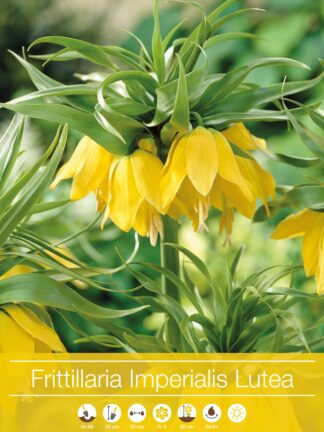 Fritillaria Imperialis Lutea