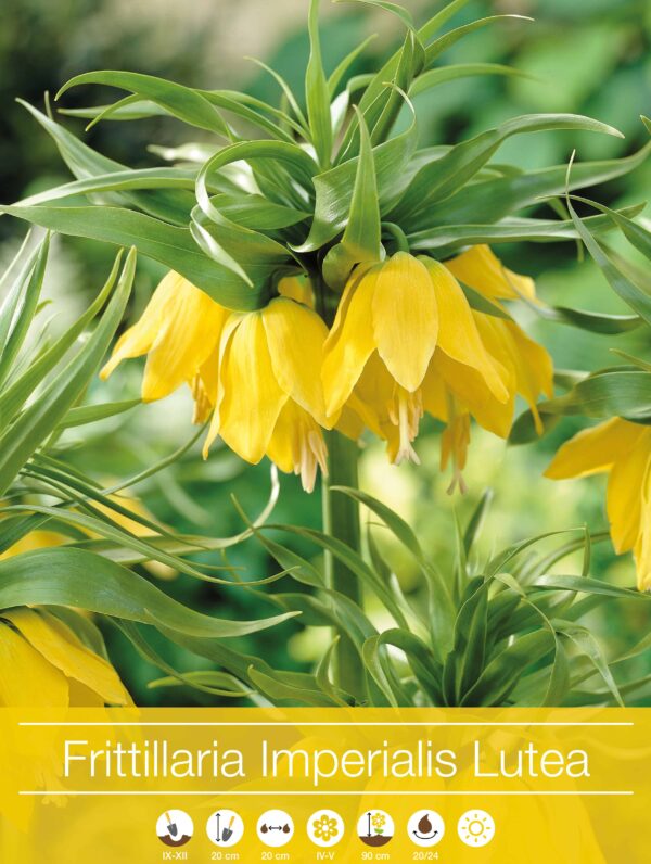 Fritillaria Imperialis Lutea