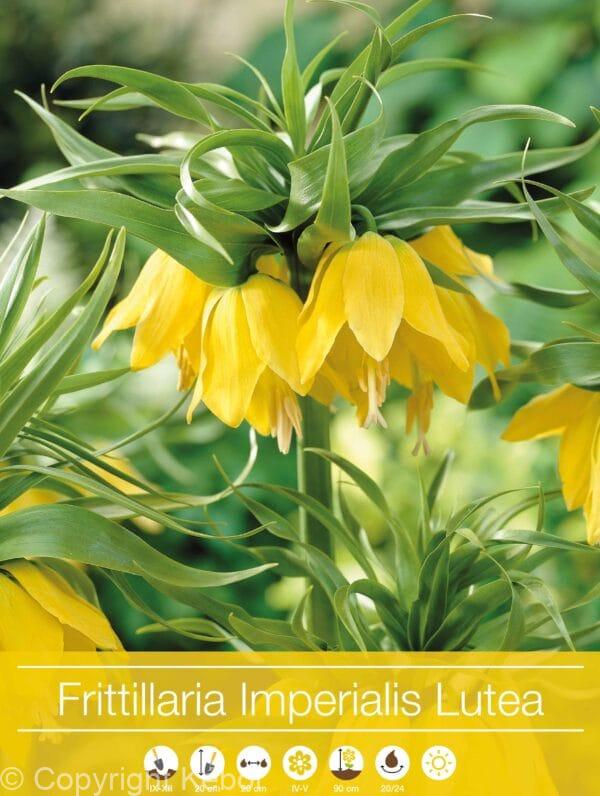 Fritillaria Imperialis Lutea