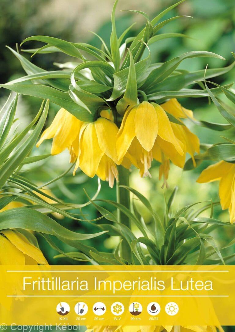 Fritillaria Imperialis Lutea