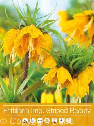 Fritillaria Imperialis Striped Beauty