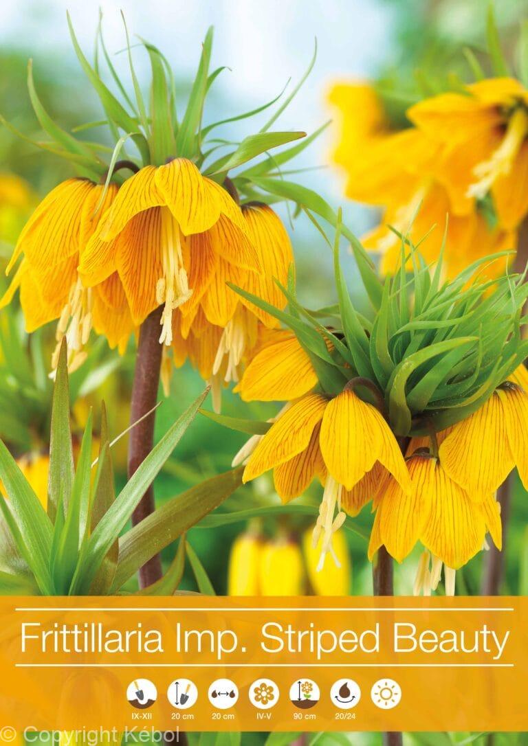 Fritillaria Imperialis Striped Beauty