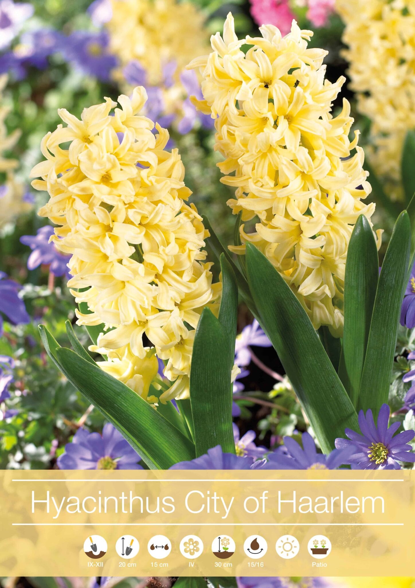 Hyacinthus City of Haarlem