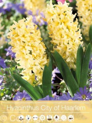 Hyacinthus City of Haarlem
