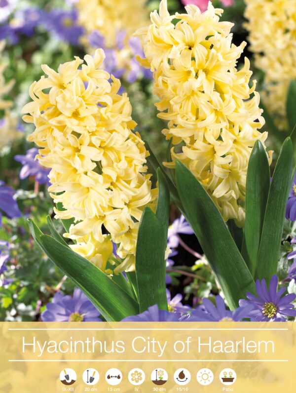 Hyacinthus City of Haarlem