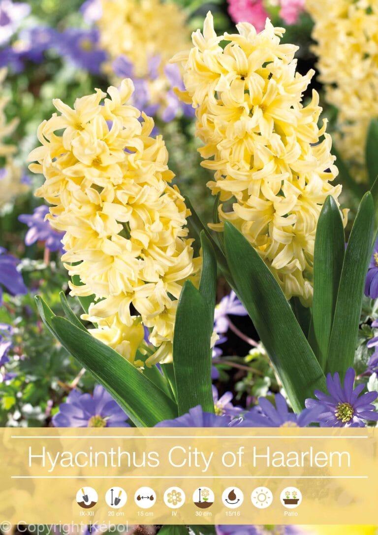 Hyacinthus City of Haarlem