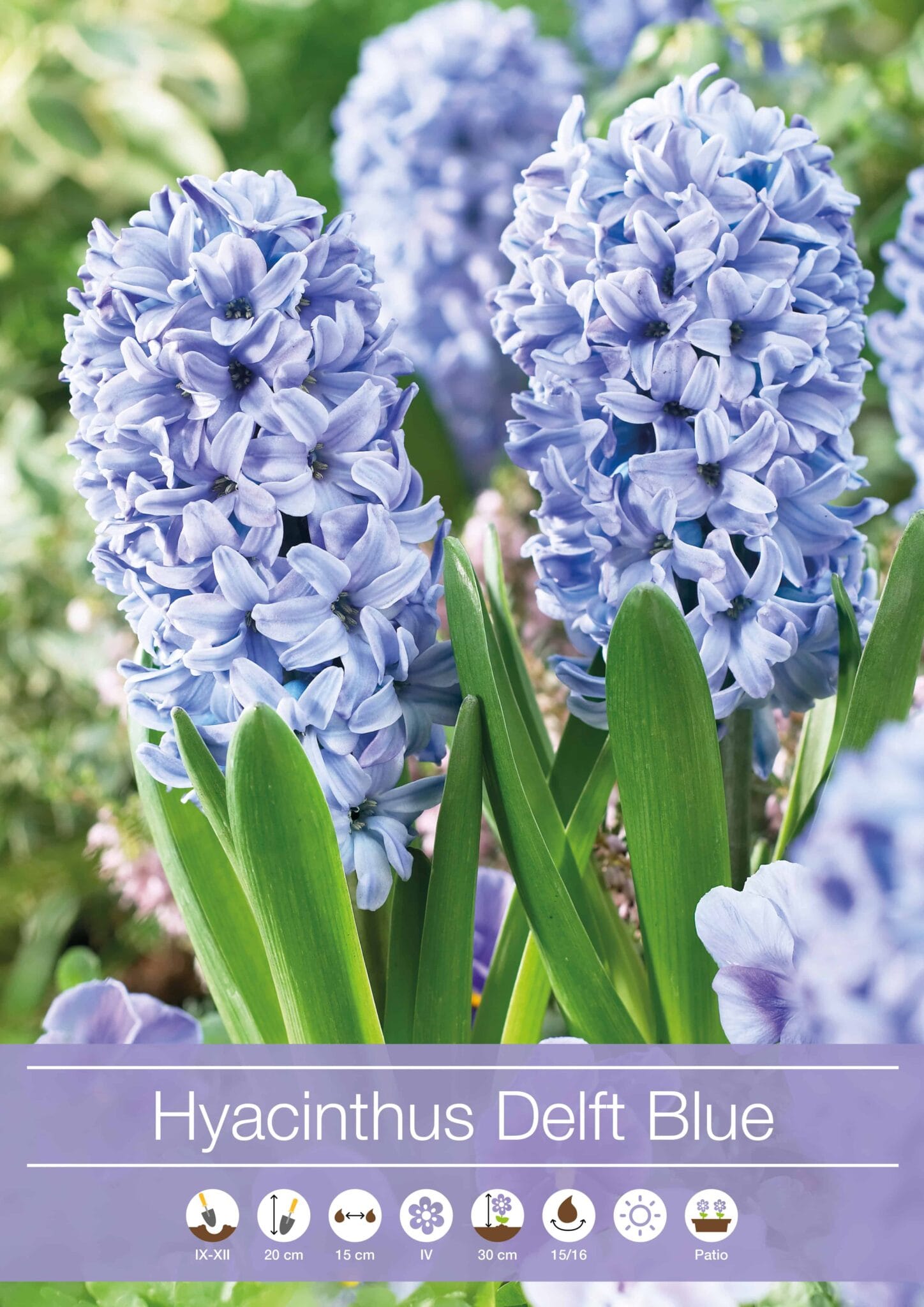 Hyacinthus Delf Blue