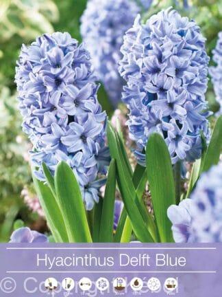 Hyacinthus Delf Blue