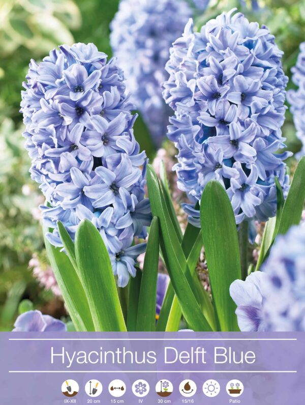 Hyacinthus Delf Blue