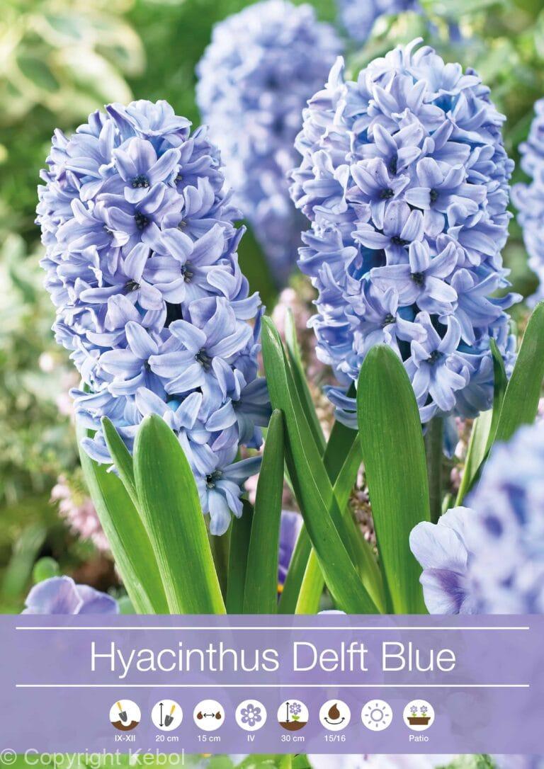 Hyacinthus Delf Blue