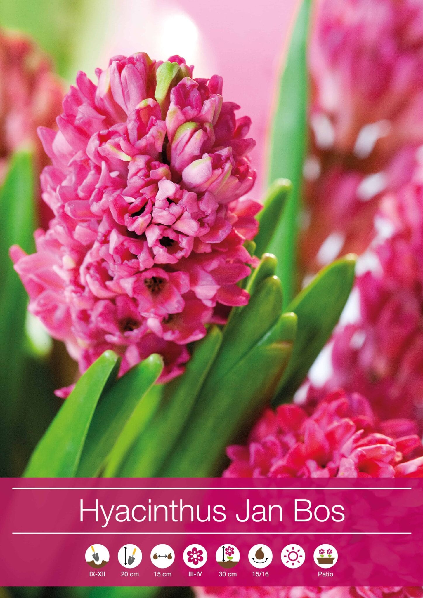 Hyacinthus Jan Bos