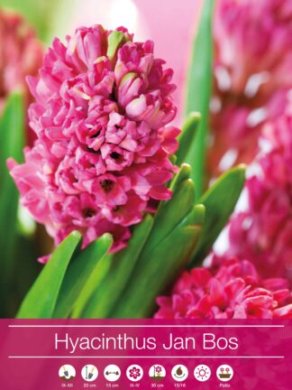 Hyacinthus Jan Bos