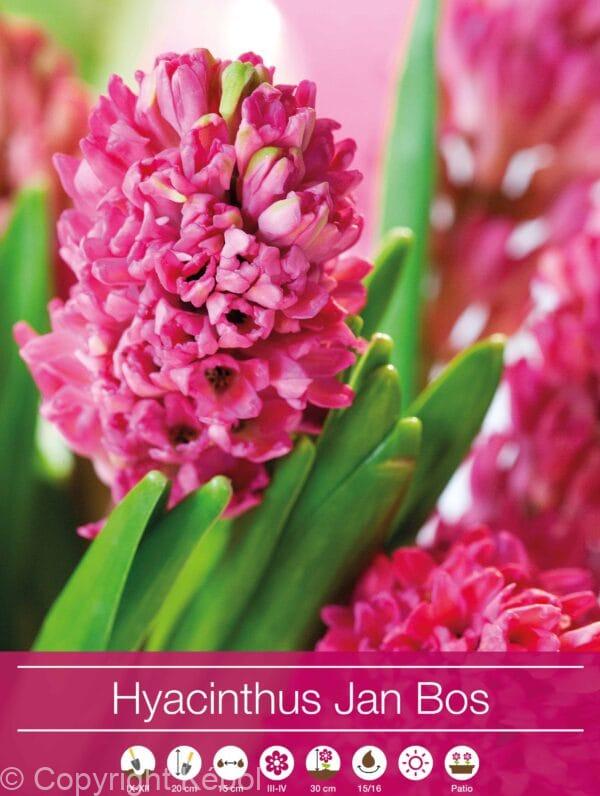 Hyacinthus Jan Bos