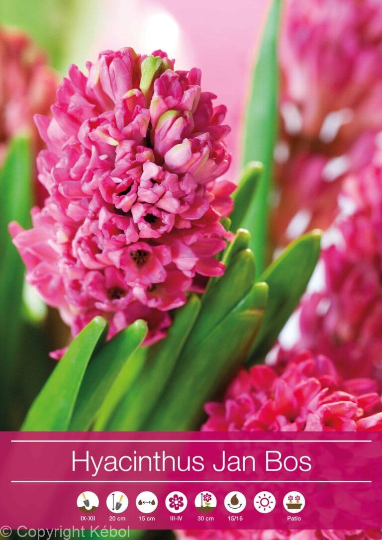 Hyacinthus Jan Bos